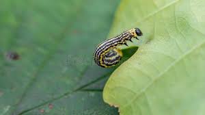 Attēlu rezultāti vaicājumam “Abraxas sylvata”