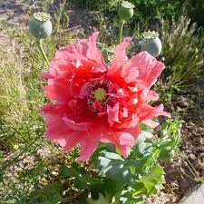 Attēlu rezultāti vaicājumam “Papaver somniferum flower”