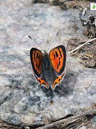 Attēlu rezultāti vaicājumam “Lycaena phlaeas underside”