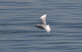 Image result for Chroicocephalus philadelphia