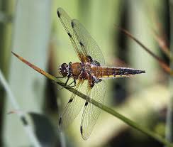 Attēlu rezultāti vaicājumam “Libellula quadrimaculata imago”