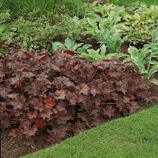 Image result for HEUCHERA americana 'Palace Purple Auslese'