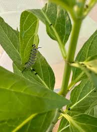 Image result for monarch caterpillar