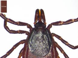 Attēlu rezultāti vaicājumam “Ixodes female”