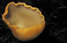 Attēlu rezultāti vaicājumam “Peziza repanda”