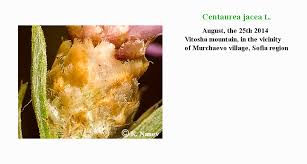 Attēlu rezultāti vaicājumam “Centaurea jacea fruit”