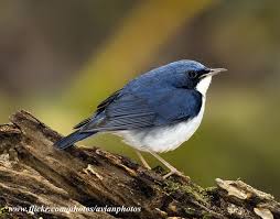 Image result for Luscinia cyane