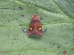 Attēlu rezultāti vaicājumam “Amphipoea”