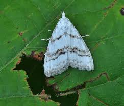 Attēlu rezultāti vaicājumam “Nola aerugula”