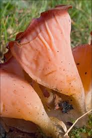 Attēlu rezultāti vaicājumam “Tremiscus helvelloides”