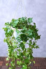 Attēlu rezultāti vaicājumam “Hedera helix”