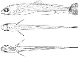 Image result for Moxostoma duquesnei