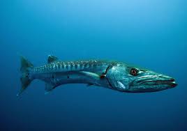 Image result for Sphyraena barracuda