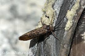 Attēlu rezultāti vaicājumam “Phryganeidae”