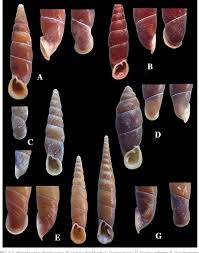 Attēlu rezultāti vaicājumam “Clausiliidae”