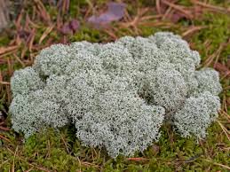 Attēlu rezultāti vaicājumam “Cladonia stellaris”