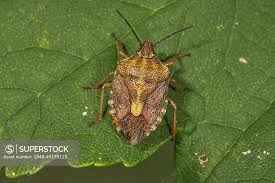 Attēlu rezultāti vaicājumam “Carpocoris purpureipennis”