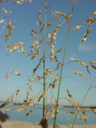 Attēlu rezultāti vaicājumam “Poa trivialis”