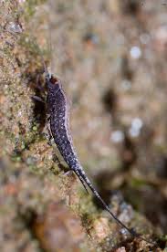 Attēlu rezultāti vaicājumam “Machilidae”