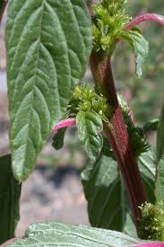 Attēlu rezultāti vaicājumam “Amaranthus retroflexus flower”