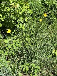 Attēlu rezultāti vaicājumam “Tragopogon pratensis subsp. pratensis leaf”