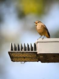 Attēlu rezultāti vaicājumam “Phoenicurus ochruros female”