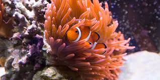 Image result for sea Anemone