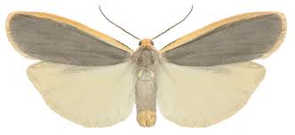 Attēlu rezultāti vaicājumam “Eilema depressa imago”