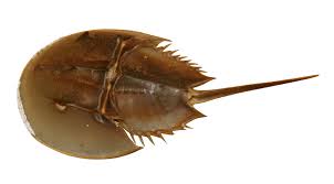 Image result for Limulus polyphemus