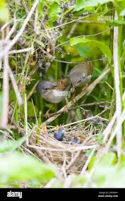 Attēlu rezultāti vaicājumam “Sylvia communis adult”