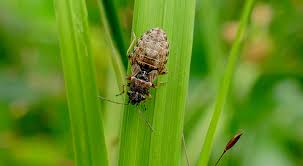 Attēlu rezultāti vaicājumam “Nithecus jacobaeae”