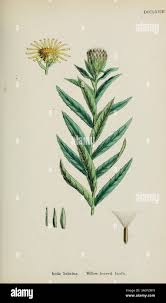 Attēlu rezultāti vaicājumam “Inula salicina leaf”