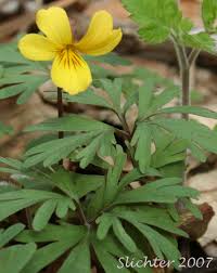Attēlu rezultāti vaicājumam “Viola collina leaf”