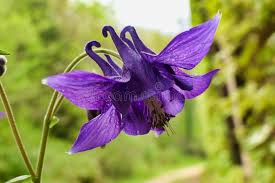 Attēlu rezultāti vaicājumam “Aquilegia vulgaris bud”