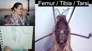 Attēlu rezultāti vaicājumam “Tipulidae female”