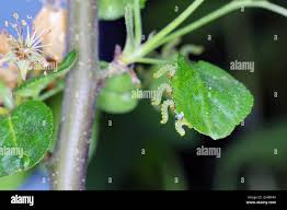 Attēlu rezultāti vaicājumam “Pristiphora maesta”