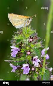 Attēlu rezultāti vaicājumam “Thymelicus lineola female”