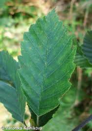 Attēlu rezultāti vaicājumam “Alnus incana leaf”