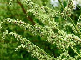 Image result for Artemisia vulgaris