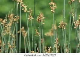 Attēlu rezultāti vaicājumam “Schoenoplectus lacustris subsp. glaucus”