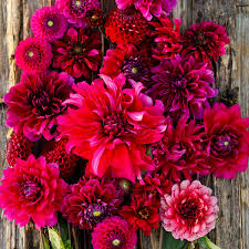 Image result for Dahlia x pinnata `Redskin`