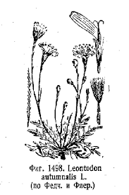 Attēlu rezultāti vaicājumam “Leontodon autumnalis”