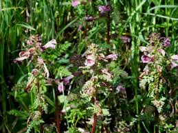 Attēlu rezultāti vaicājumam “Pedicularis palustris flower”
