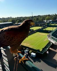 Image result for Wimbledon Hawks