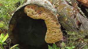 Attēlu rezultāti vaicājumam “Hapalopilus aurantiacus”