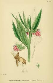 Image result for Symphytum officinale