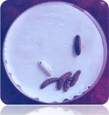 Attēlu rezultāti vaicājumam “Cribraria vulgaris spores”