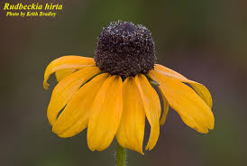 Attēlu rezultāti vaicājumam “Rudbeckia hirta var. hirta flower”