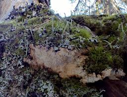 Attēlu rezultāti vaicājumam “Cystostereum murrayi”