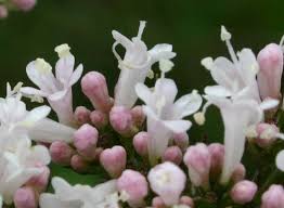 Image result for Valeriana officinalis
